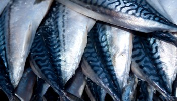 전국민 최애 생선 반건조 자반고등어 2마리(700g 내외)