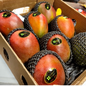 항공직송 과일의 왕 페루산 애플망고 1kg(2-3과 내외)