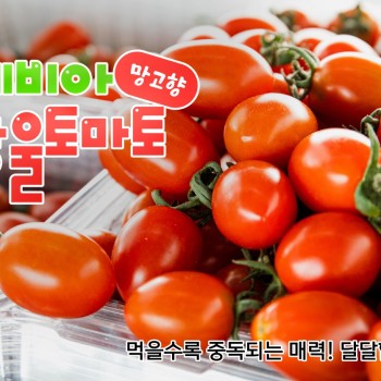 망고향 스테비아 방울토마토